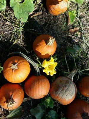 We found a pumpkin flower !