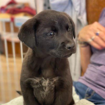 Adoptable puppies.