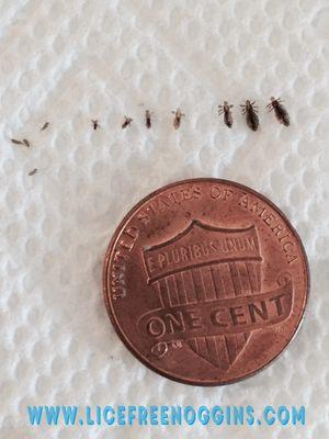 Head lice from small to large.