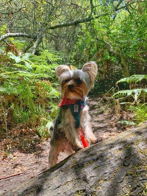 Daisy the explorer out on a trail.