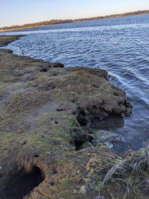 Some of the holes had seashells stuck in them, made me wonder if seagulls stashed them there.