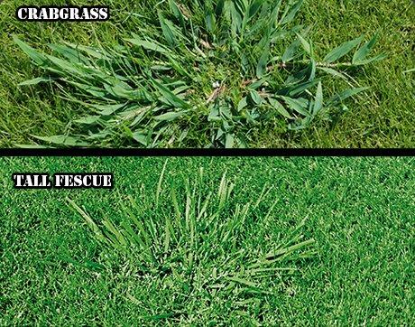 Crabgrass vs. Tall Fescue