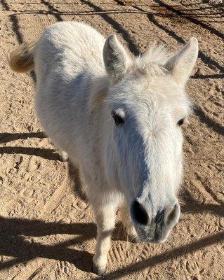 Forever Home Donkey Rescue and Sanctuary