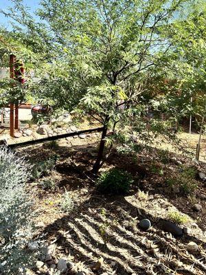 Lining Mesquite, girdling roots.