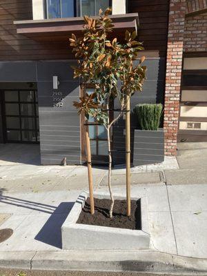 A Magnolia Grandiflora "Little Gem" that we recently planted in San Francisco.