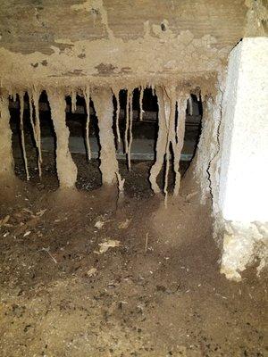 Termite tubes underneath a house we found during an inspection. Don't let something like this go unnoticed at your home!