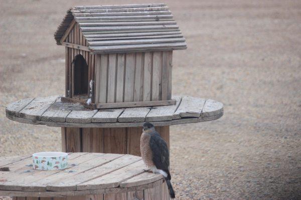 Baby hawk waiting to be fed!