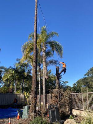 Tree Removal