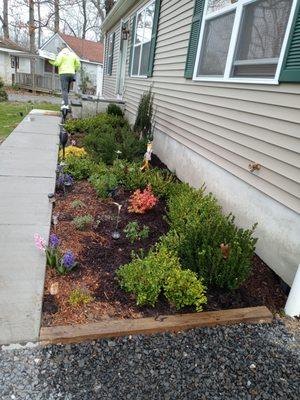 Newly installed garden bed. Shrubs, perennials and bulbs.