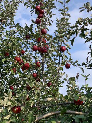 Plenty of apples on the trees