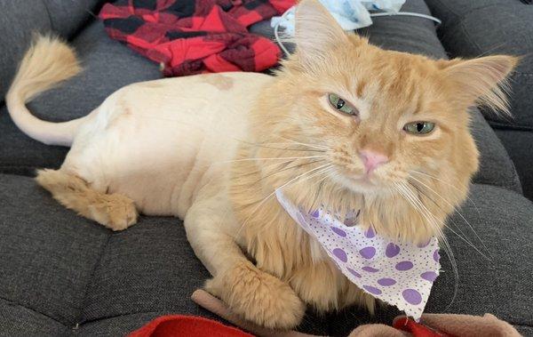 Long hair cat with the lion cut from Grooming by Galdy (taken right after haircut)