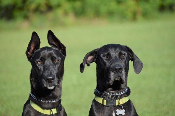 Dogs in Training