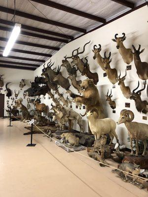 Museum "mounts"