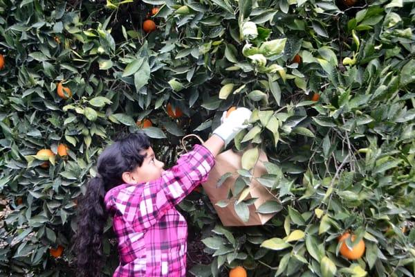 Orange picking is always a highlight of our tour!