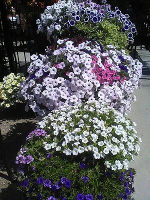 Beautiful flowers bloom along the patio area of Echo Tap!