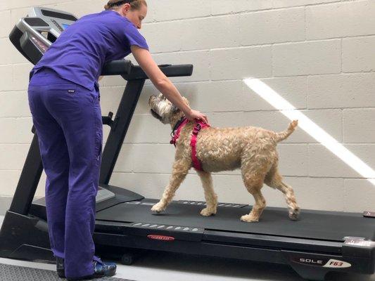 Canine Rehab