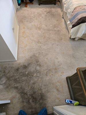 Oxi Fresh Carpet Cleaning