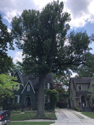 Our client in Plesant Ridge still has this beautiful ash tree we saved and 18 years later , are still taking care of!