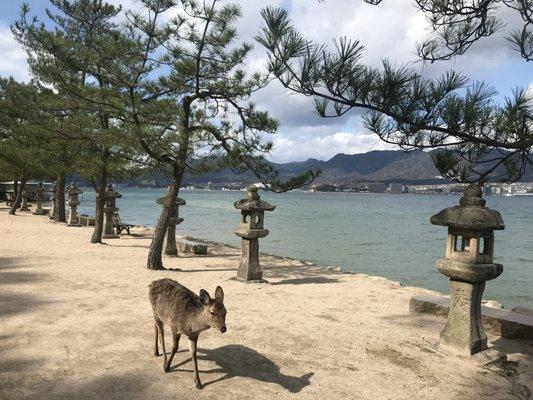 Miyajima Island