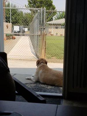 Honey enjoying the sun