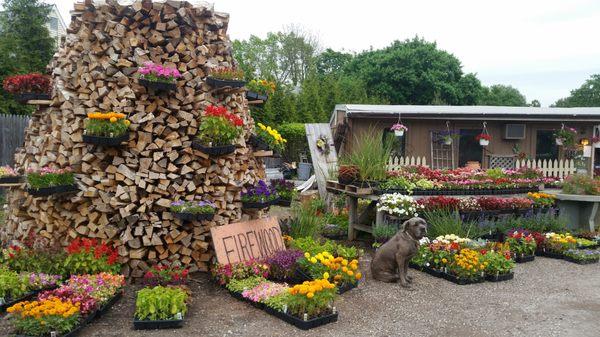 Firewood beehive with our girl, Timber! Customer favorite!