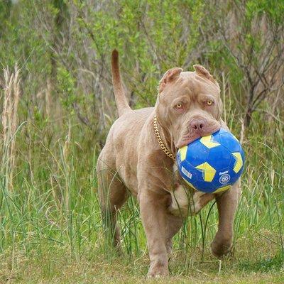 Champagne Pitbull Puppies for sale www.ManMadeKennels.com