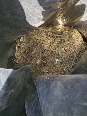 They removed Big bird nests in our attic. What a relief they are gone.