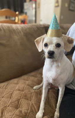 Our mutt on her birthday after being bathed