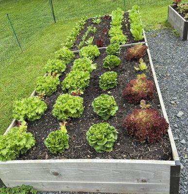 Raised beds