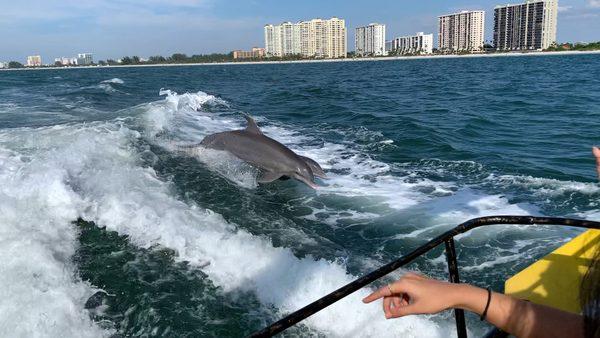 Dolphins at play!