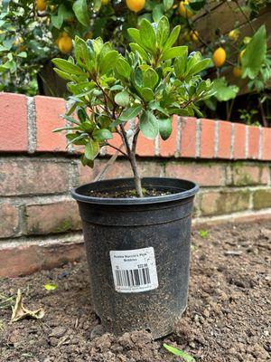 Berkeley Horticultural Nursery