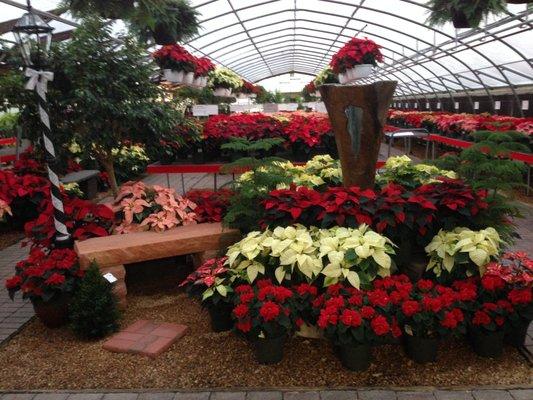 We grow and sell thousands of poinsettias each year around the holiday season!