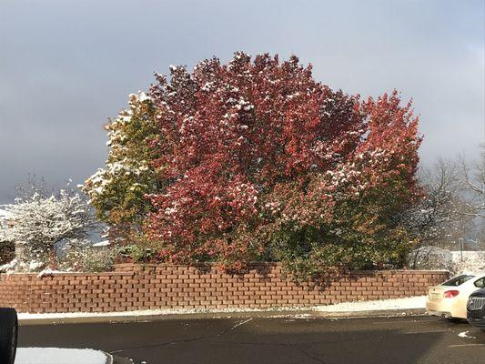 Tree in the parking lot