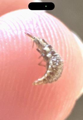 This was in our salad. - It looks like larva.