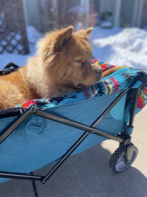 Sachi's last day with us. Had to be in her wagon because she could not walk due to The Bond Between's negligence.