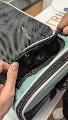 Cat in carrier at vet exam