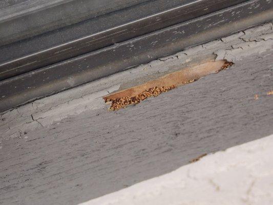 Mysterious piles of pellets around your home? Could be Drywood Termite Frass- call today to set up your free termite inspection!