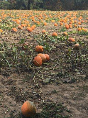 Field of pumpkins - is it sincere enough for the Great Pumpkin?