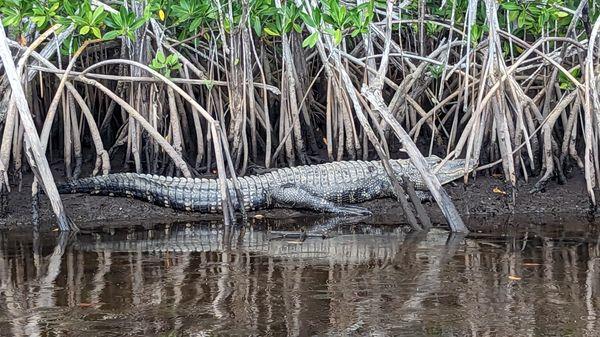 ...and we saw an Alligator - very exciting for a family from London!