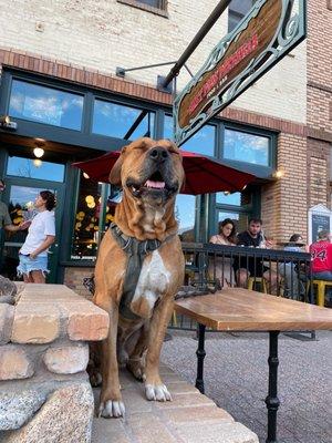 Happy dog in front of Best Pies Pizzaria