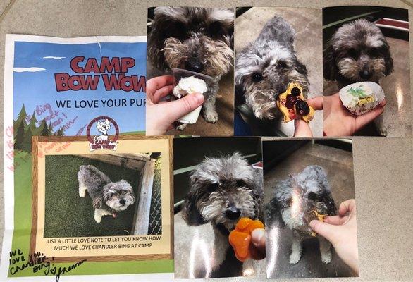 A collection of Treat Tuesday photos. Campers are definitely living the good life XD