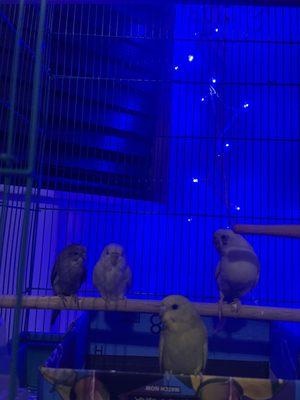 "Group pic"..all parakeets bought from Bill's Birds Davie, FL - except white / blue bird on far right top perch.