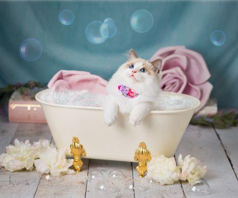 Gigi the Ragdoll cat is enjoying her bath time!