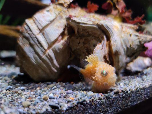 Pacific spiny lumpsucker