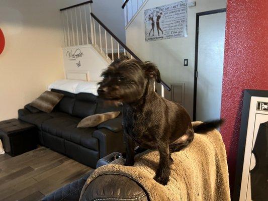 Side view of Sister right after getting home from the groomer