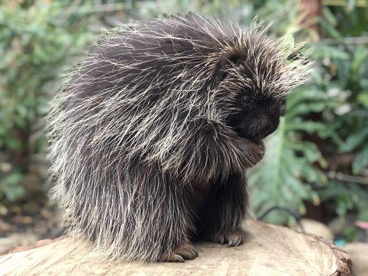 North American Porcupine