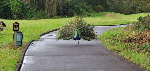 Nothing to see here but a peacock trying to woo a couple peahens.