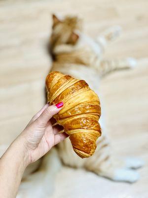 Croissant x Latte!! Kitty-croissant!