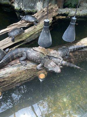 Young alligators in the reptile display.