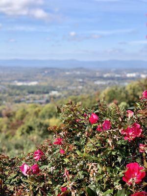 10/19/2010: Pretty roses with an awesome view